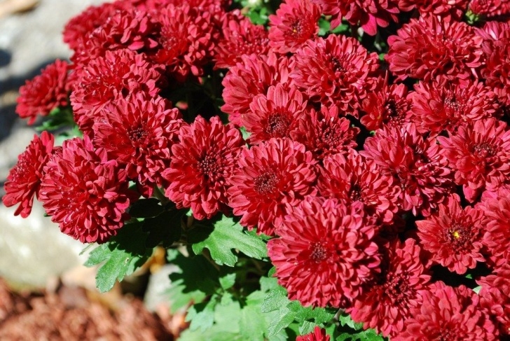 Plants To Grow In The Fall Mum Propagation: How To Start Mums From Seeds And Cuttings Photo 647