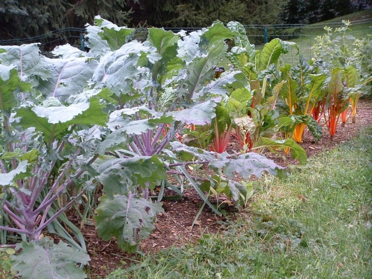 Plants To Grow In The Fall Plant A Fall Garden And Grow Veggies Far Beyond Summer Picture 184