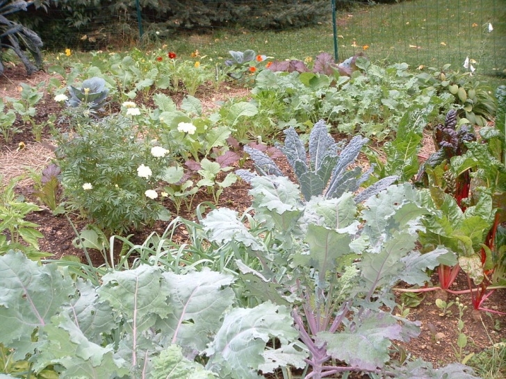 Plants To Grow In The Fall Plant A Fall Garden And Grow Veggies Far Beyond Summer Picture 238
