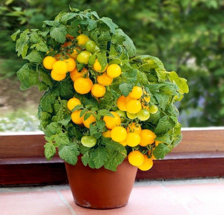 Plants To Grow On Balcony Best Vegetables To Grow In Pots | Most Productive Image 187