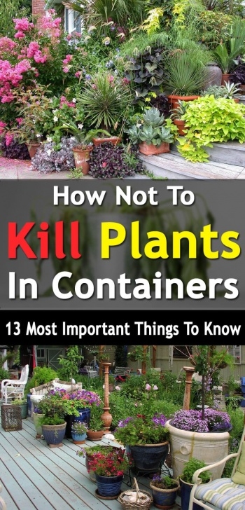 Plants To Grow On Balcony How Not To Kill Plants In Containers, 13 Most Important Picture 032