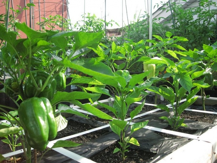 Plants To Grow On Balcony How To Make Terrace Vegetable Garden | Complete Tutorial Photo 952
