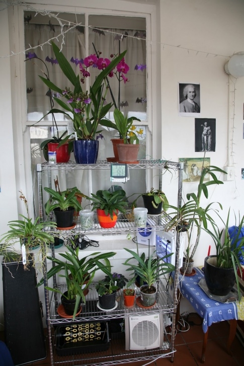 Plants To Grow On Balcony Orchids On A Balcony: Re-Shuffle, Re-Plant, Re-Decorate Picture 140