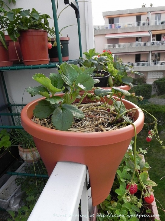 Plants To Grow On Balcony Summer Weather And Balcony Garden… – Just Sharing Photo 604