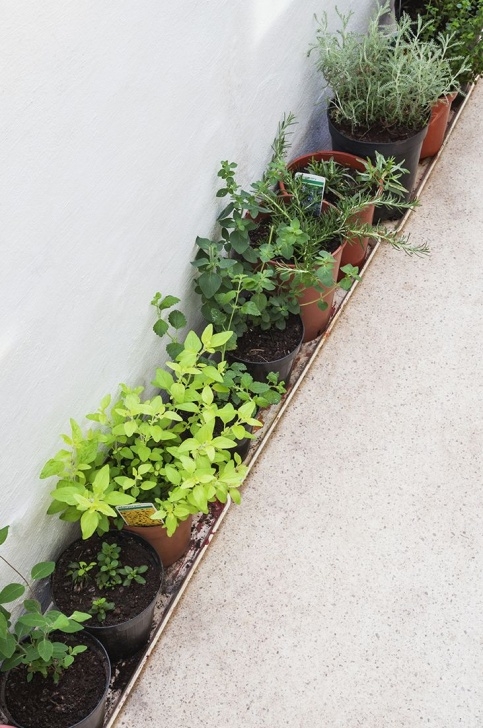 Plants To Grow On Balcony Vegetables And Herbs To Grow In Your Apartment | Apt Photo 348