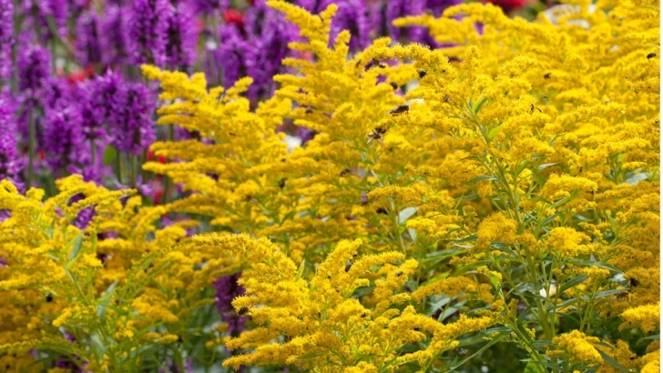 Plants To Plant In August 13 Fabulous Flowers To Pick In August – Grow Beautifully Picture 895