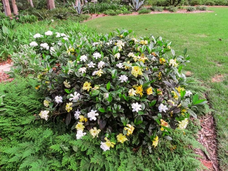 Plants To Plant In August August Beauty Gardenia For Sale | Buy Gardenia Shrubs Picture 229