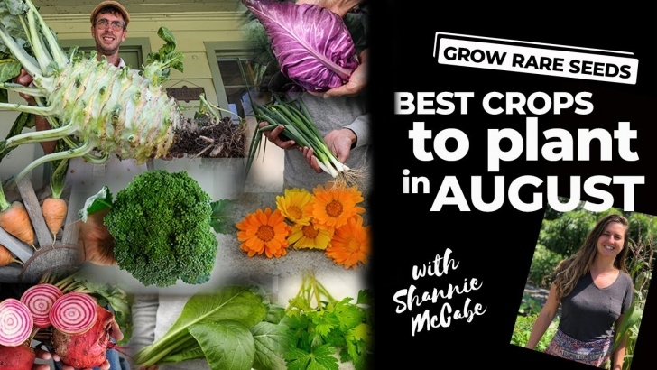 Plants To Plant In August Best Seed Crops To Plant In August! - Youtube Image 454