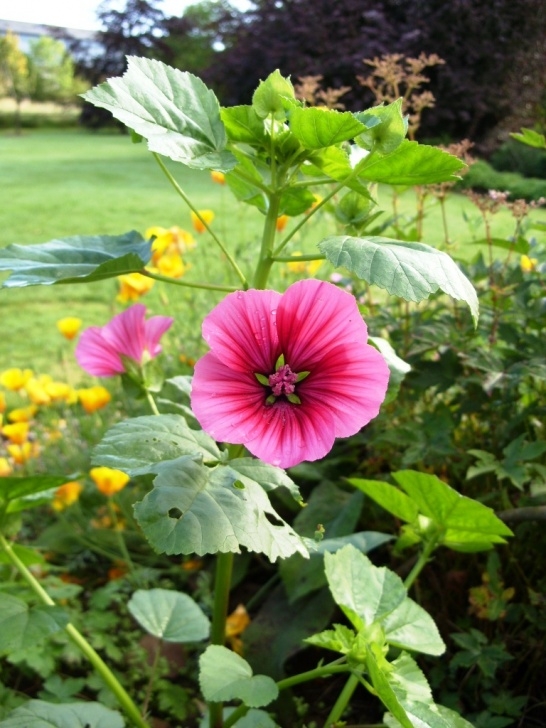 Plants To Plant In August Kelli'S Northern Ireland Garden: August In Flower - Garden Picture 078