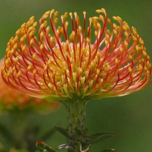 Plants To Plant In August Plants That Bloom In August In Texas - Yardsom Picture 006