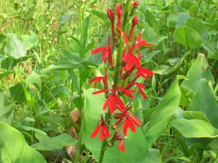 Plants To Plant In August South Jersey Native Plants: August 2013 Plant Of The Month Picture 930