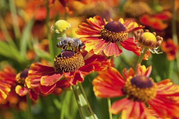 Plants To Plant In August What Flowers Can You Plant In August? (With Pictures) | Ehow Picture 887