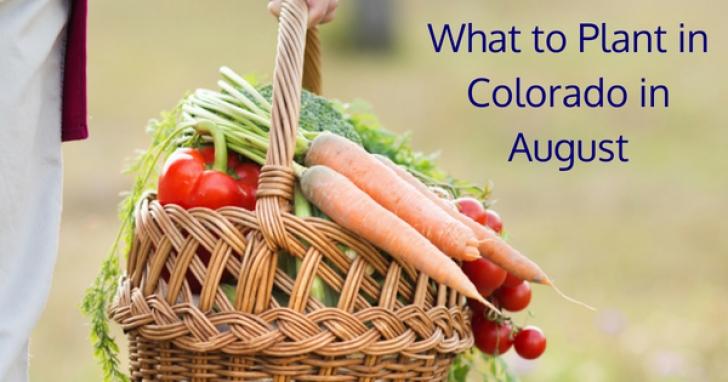 Plants To Plant In August What To Plant In Colorado In August | Trelora Real Estate Blog Photo 134