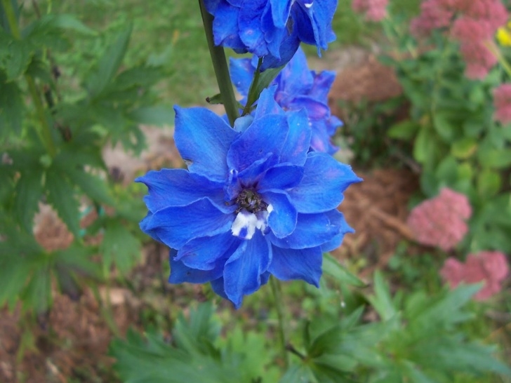 Plants To Plant In July Garden Beauty: Blue Delphinium, A Flower For June And July Photo 158
