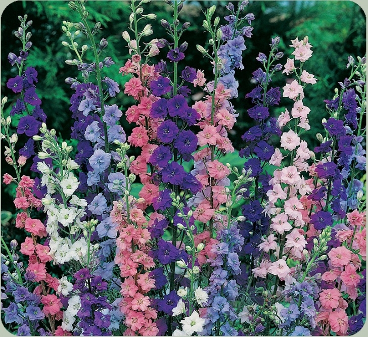 Plants To Plant In July Rocket Larkspur Photo 212