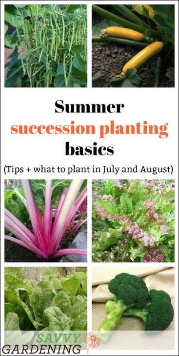 Plants To Plant In July Summer Succession Planting Basics: What To Plant In July Photo 323