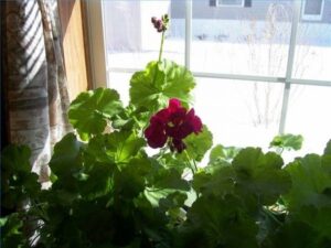 Plants To Plant In July What Flowers Can Be Planted In July? | Hunker Image 390