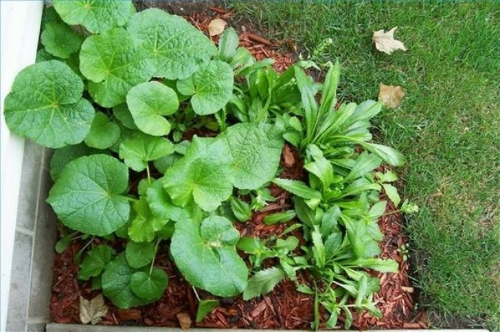 Plants To Plant In July What Flowers Can Be Planted In July? | Hunker Picture 826