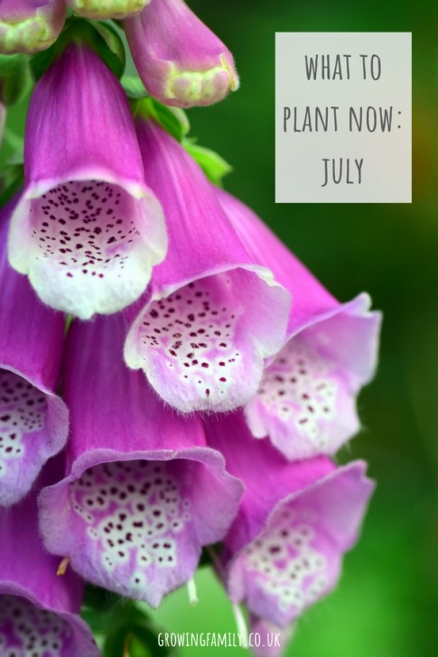 Plants To Plant In July What To Plant Now - July - Growing Family Image 096