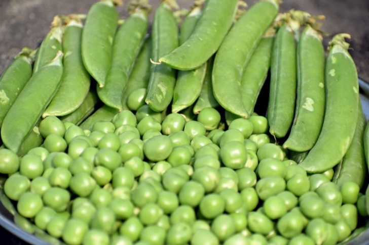 Pole Bean Companion Plants 27 Annual Garlic Companion Plants For A Spectacular Picture 554