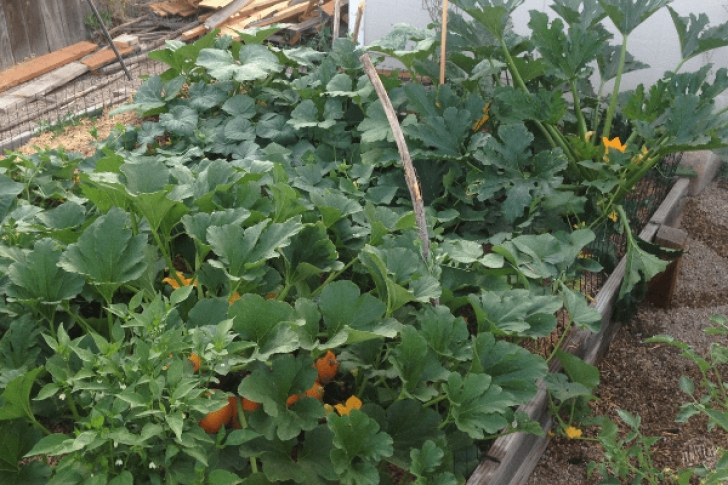 Pole Bean Companion Plants Companion Planting Made Easy: 25 Companion Plant Groupings Picture 068