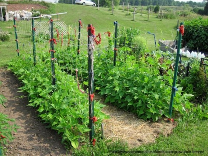 Pole Bean Companion Plants Grow Pole Beans On A Trellis For Easy Picking And Photo 489