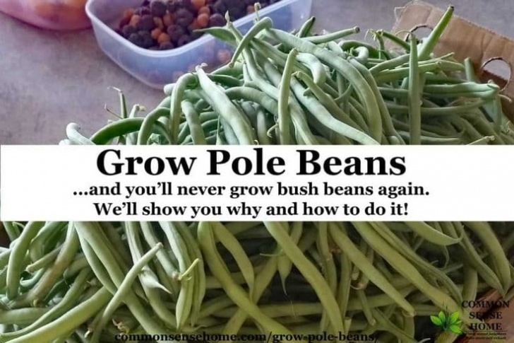 Pole Bean Companion Plants Grow Pole Beans On A Trellis For Easy Picking And Photo 818