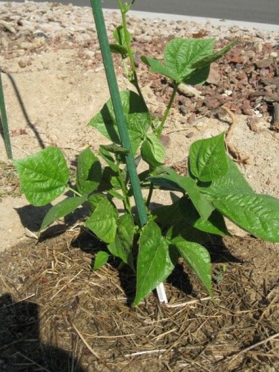 Pole Bean Companion Plants Tips For Growing Beans – Learn How To Plant Beans In The Photo 731