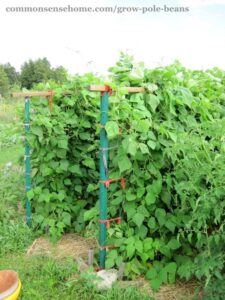 Pole Bean Companion Plants Transform Your Landscape With Vertical Gardening - Grow Photo 921