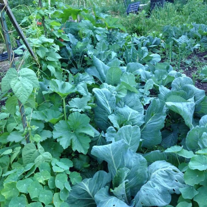 Pole Bean Companion Plants Veggie Garden Companion Planting Examples | Family Food Garden Image 142