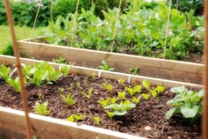Potato Companion Plants Best And Worst Companion Plants For Potatoes | Companion Image 805