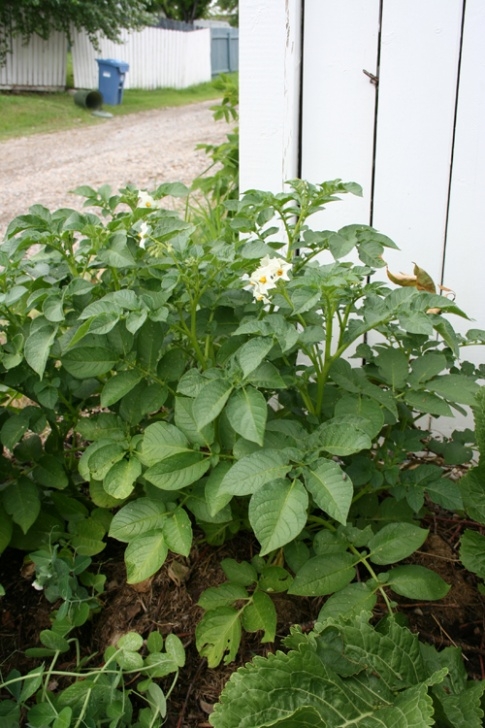 Potato Companion Plants Companion Planting: Potatoes And Horseradish | Teresa'S Photo 176
