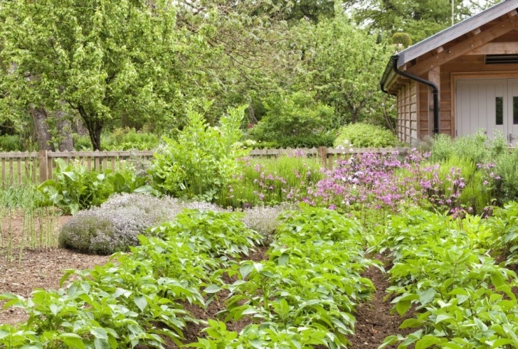Potato Companion Plants Potato Plant Companions: What Are The Best Companion Photo 490