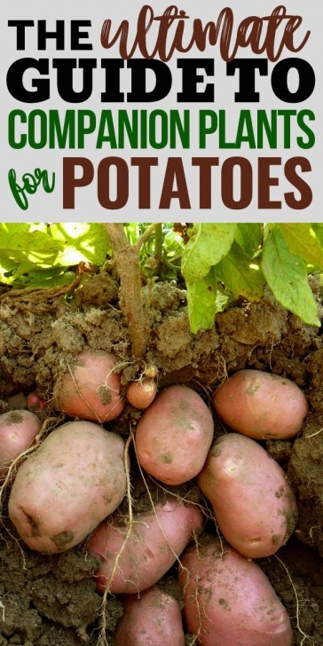 Potato Companion Plants The Best Companion Plants For Potatoes In 2020 | Potato Image 870
