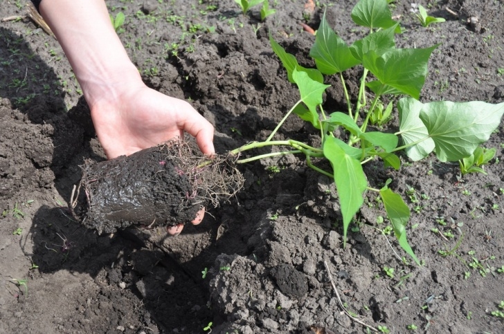 Potato Companion Plants When To Plant Sweet Potatoes? » Top Tips Picture 520