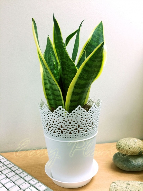 Potting A Snake Plant 1 Mother In Law'S Tongue Good Luck Snake Plant In Pot Picture 204