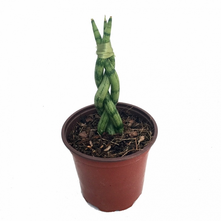 Potting A Snake Plant Braided Snake Plant - Impossible To Kill! - Exotic - 4 Image 716