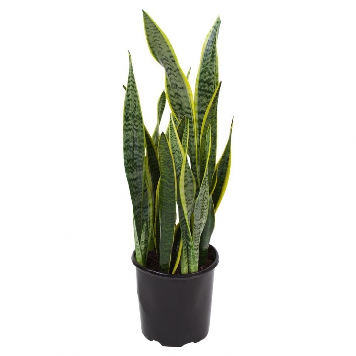 Potting A Snake Plant Pure Beauty Farms Sansevieria Laurentii Snake Plant In 9 Photo 852