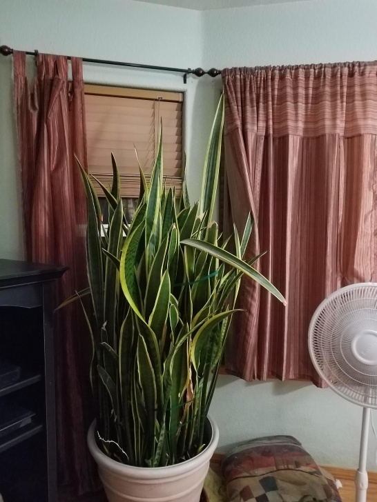 Potting A Snake Plant [Requested]My Very Large Snake Plant : Indoorgarden Picture 357