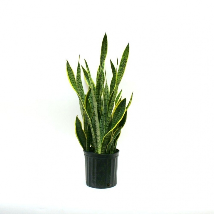 Potting A Snake Plant Sansevieria Laurentii Potted Plant Snake Plants Mother In Image 975
