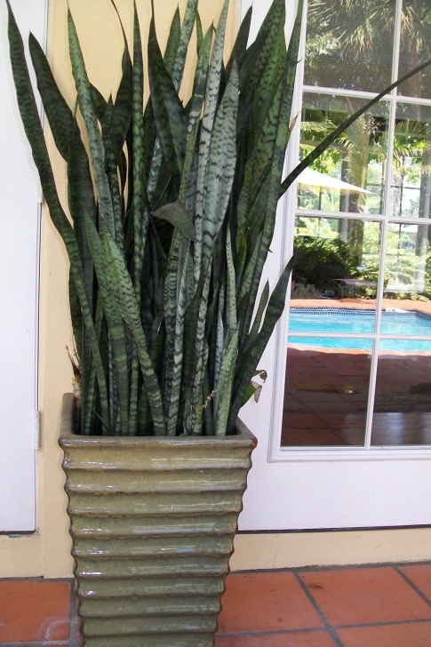 Potting A Snake Plant Sansevieria Trifasciata, Also Known As Snake Plant Or More Image 031