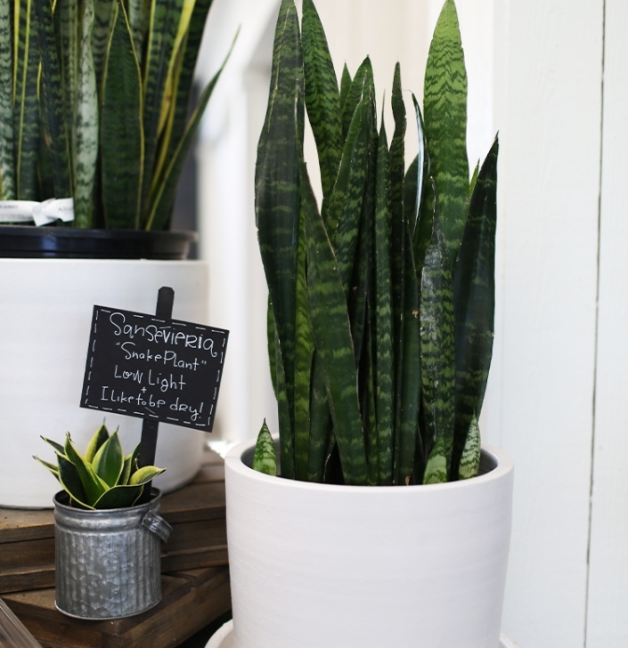 Potting A Snake Plant Snake Plant | Altum'S | Zionsville, In Photo 170