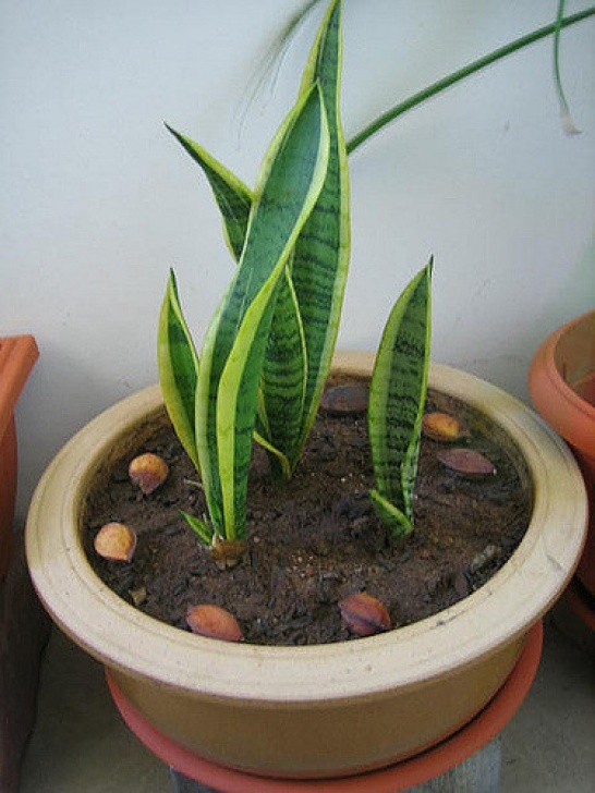 Potting A Snake Plant Snake Plant: How To Grow And Care For Sansevieria Plants Photo 958