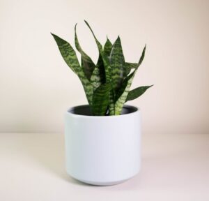 Potting A Snake Plant Snake Plant In Grey Fredrik Pot - Plantandpot.nz Picture 522
