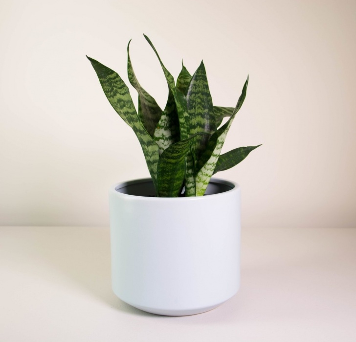 Potting A Snake Plant Snake Plant In Grey Fredrik Pot - Plantandpot.nz Picture 522