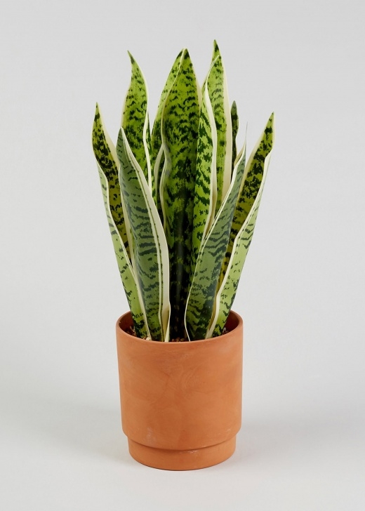 Potting A Snake Plant Snake Plant In Pot (43Cm X 13Cm X 13Cm) – Natural | Snake Photo 244