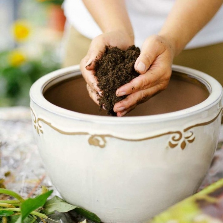 Potting Soil For Indoor Plants Everything You Need To Grow An Indoor Herb Garden Photo 943