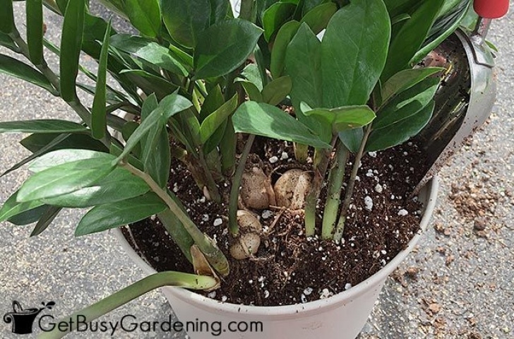 Potting Soil For Indoor Plants How To Make Potting Soil For Indoor Plants In 2020 Picture 300