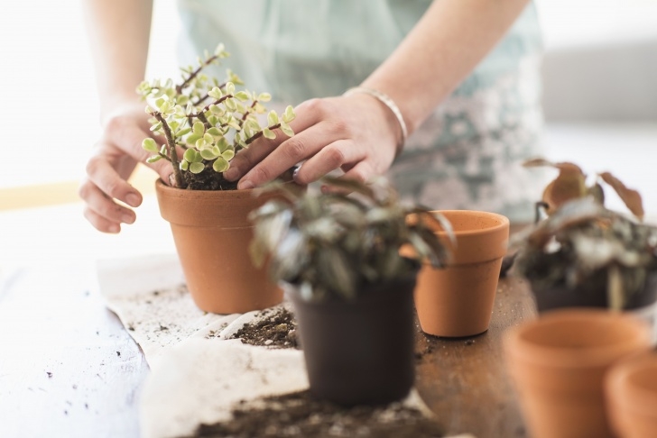 Potting Soil For Indoor Plants Potting Soil For Indoor And Container Plants Photo 074