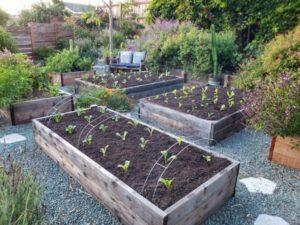 Preparing A Garden Bed How To Prepare &amp; Amend Garden Bed Soil: Before Planting Or Image 944